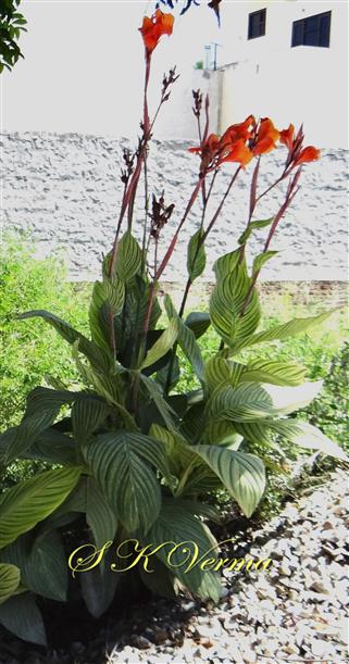  Plants